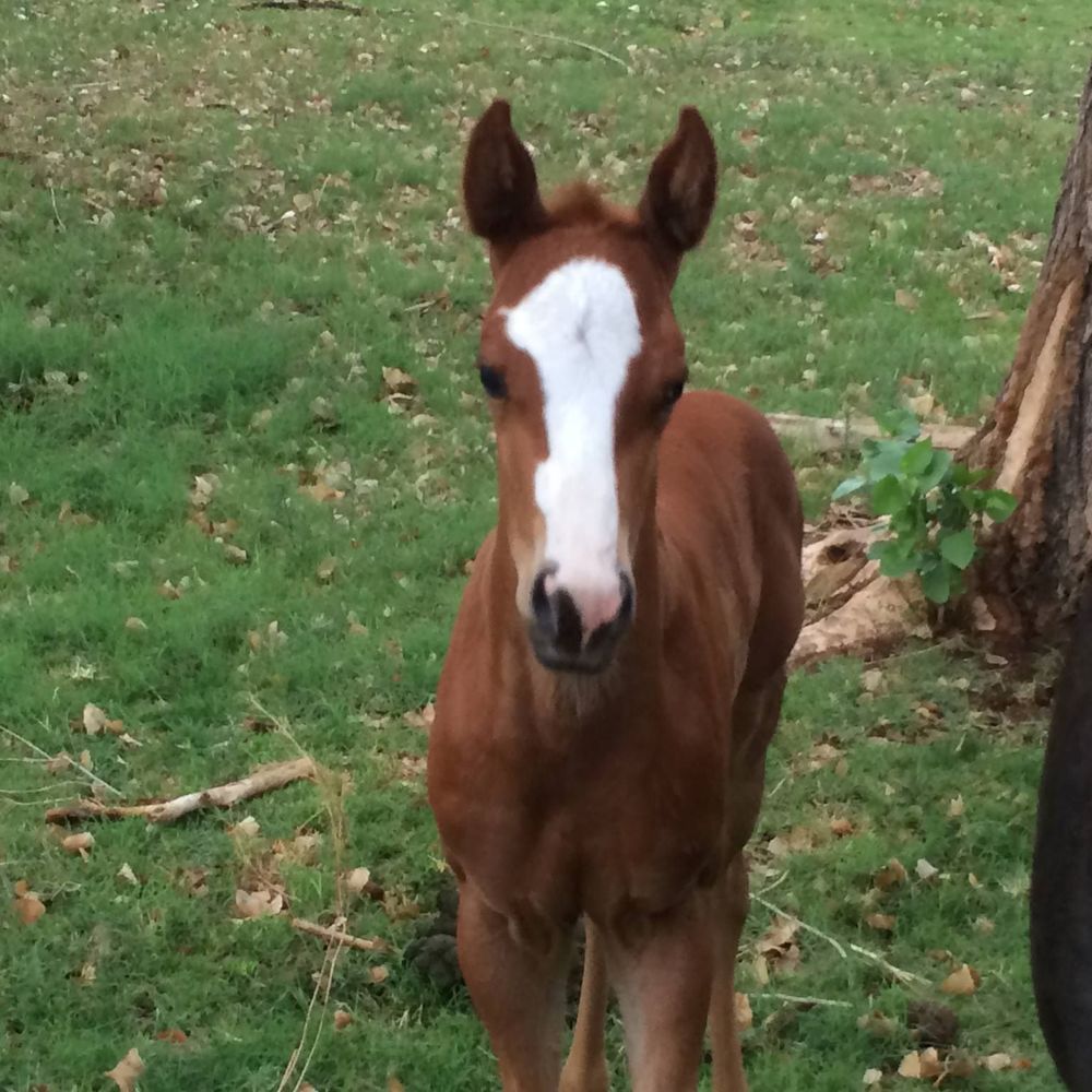 Meet your Posher, Sara